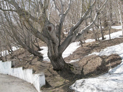 пурга